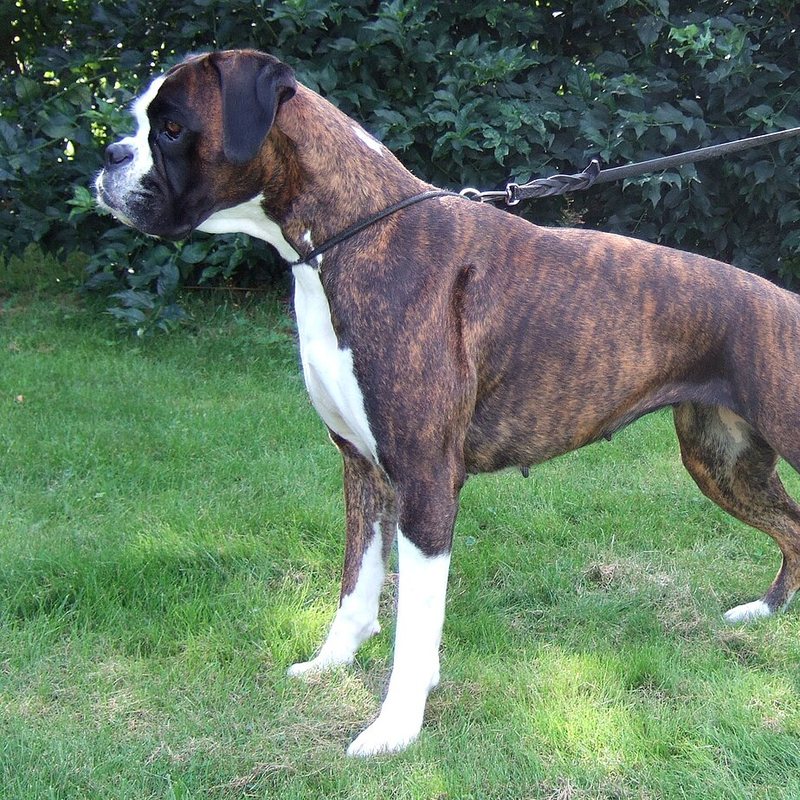 Boxer