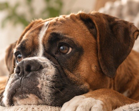 Boxer descansando en casa