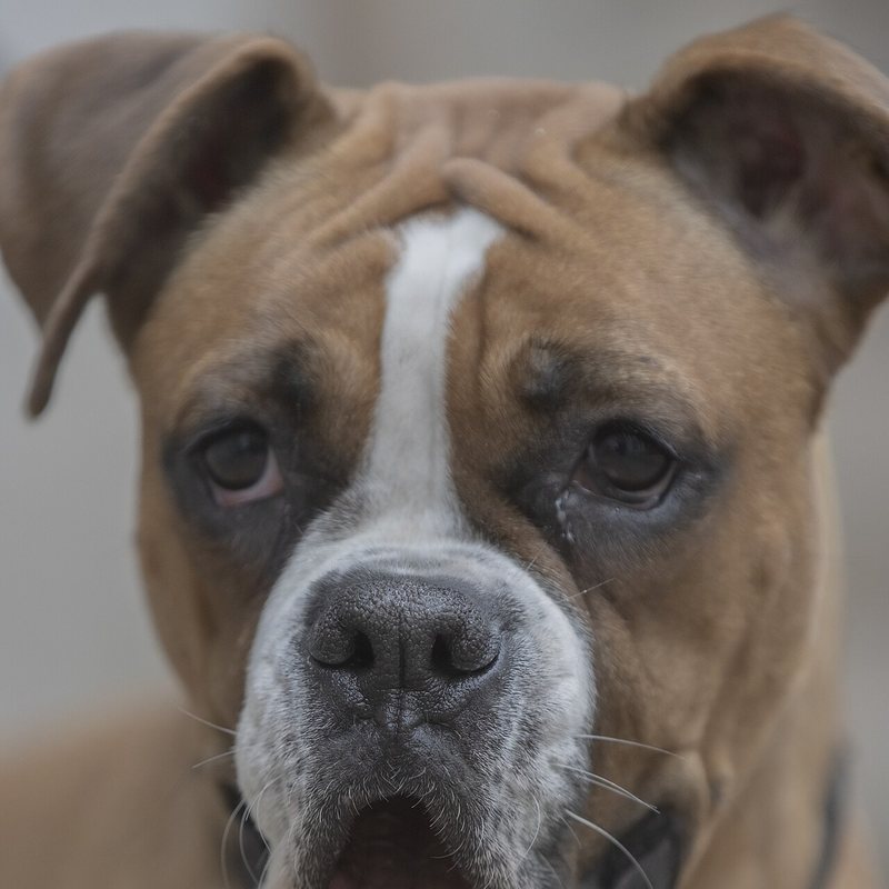 Boxer