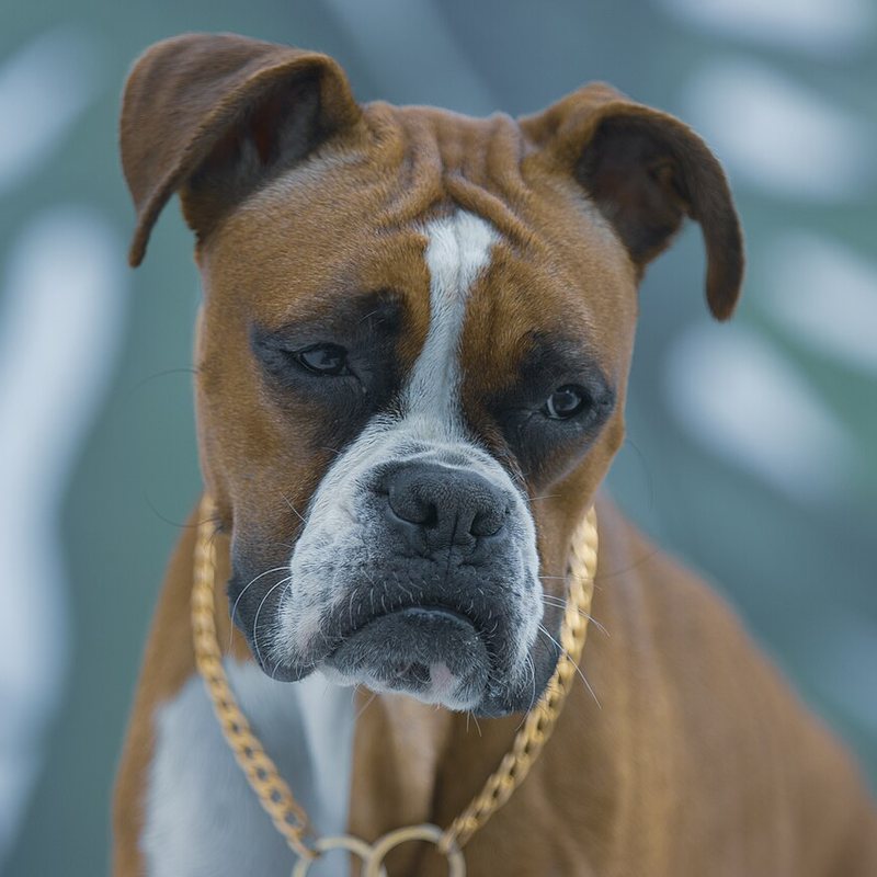 Boxer